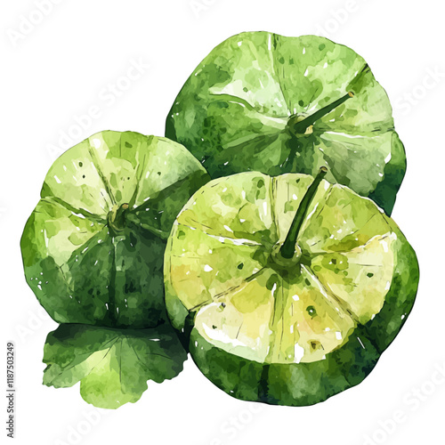 A watercolor painting of a water chestnut, isolated on a white background. Water chestnut vector.
