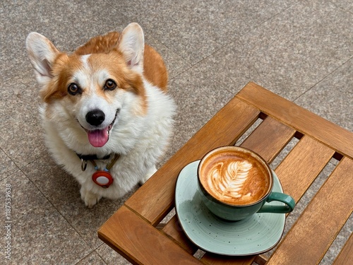 Happy corgi sharing coffee time on a sunny terrace