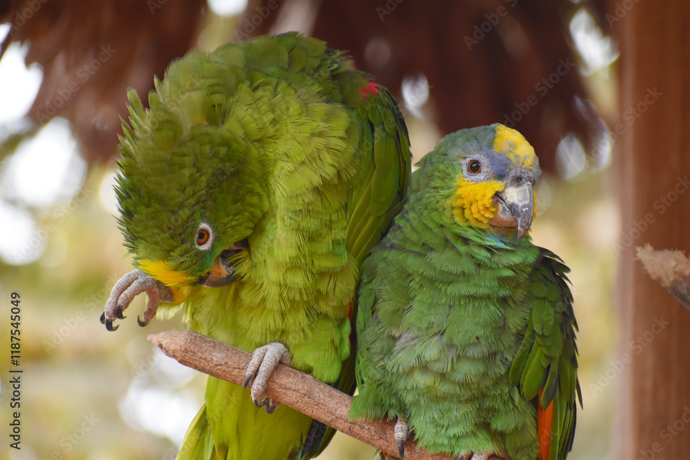 Obraz premium Colorful parrots in natural habitat