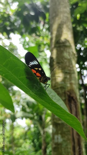 A beautiful Monarch Butterfly on leaf with green bokeh background