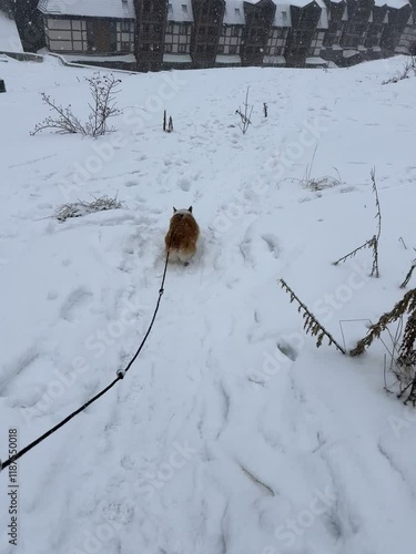 Corgi on a snowy path leaving small footprints along the trail