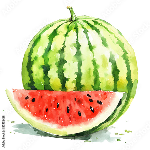 A watercolor vector painting of a Watermelon, isolated on a white background. Watermelon vector.

