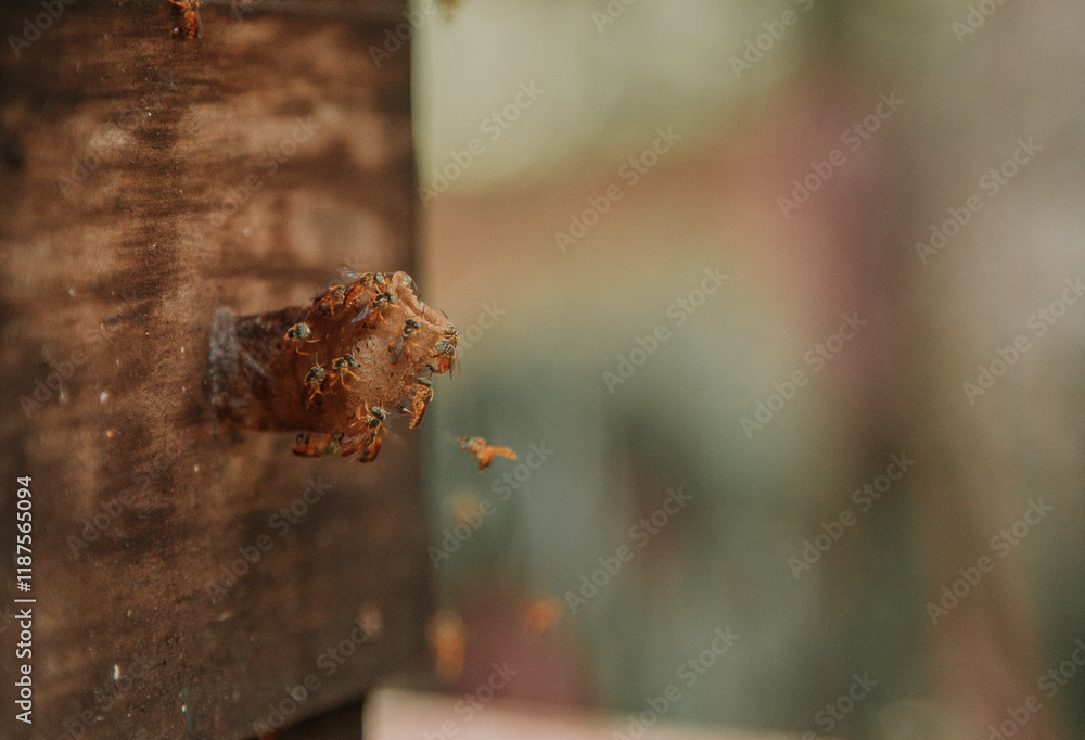 Fototapeta premium bees in the hive