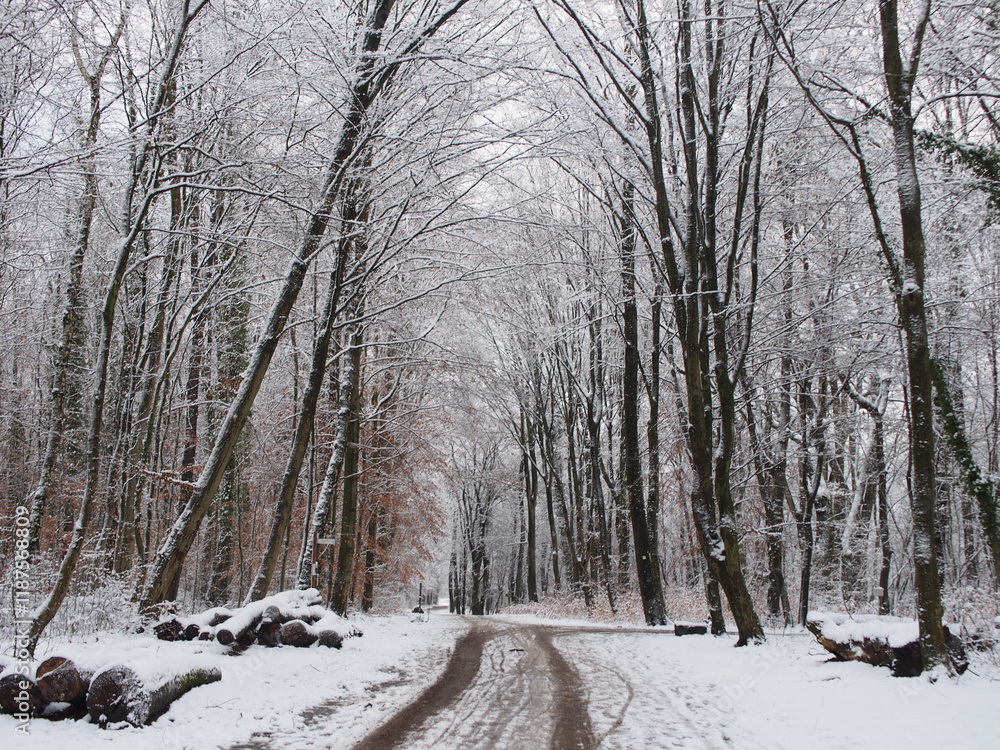 Snowy forest path lined with logs at the Kottenforst forest in Bonn, Germany in January Snowy forest path lined with logs at the Kottenforst forest in Bonn, Germany in January