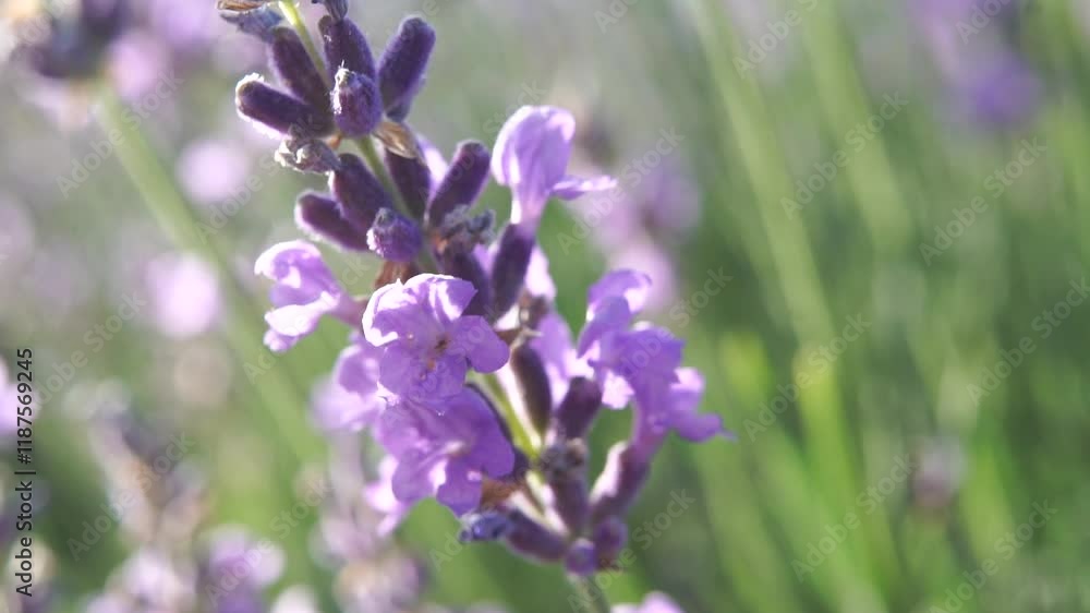 Lavender Flowers Field France Summer: Close-up image showcasing vibrant purple lavender blossoms in a French field during summer, highlighting their beauty and fragrance. Lavender Flowers Field France Summer: Close-up image showcasing vibrant purple lavender blossoms in a French field during summer, highlighting their beauty and fragrance.
