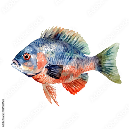 A watercolor vector painting of a Tilapia, isolated on a white background. Tilapia vector.

