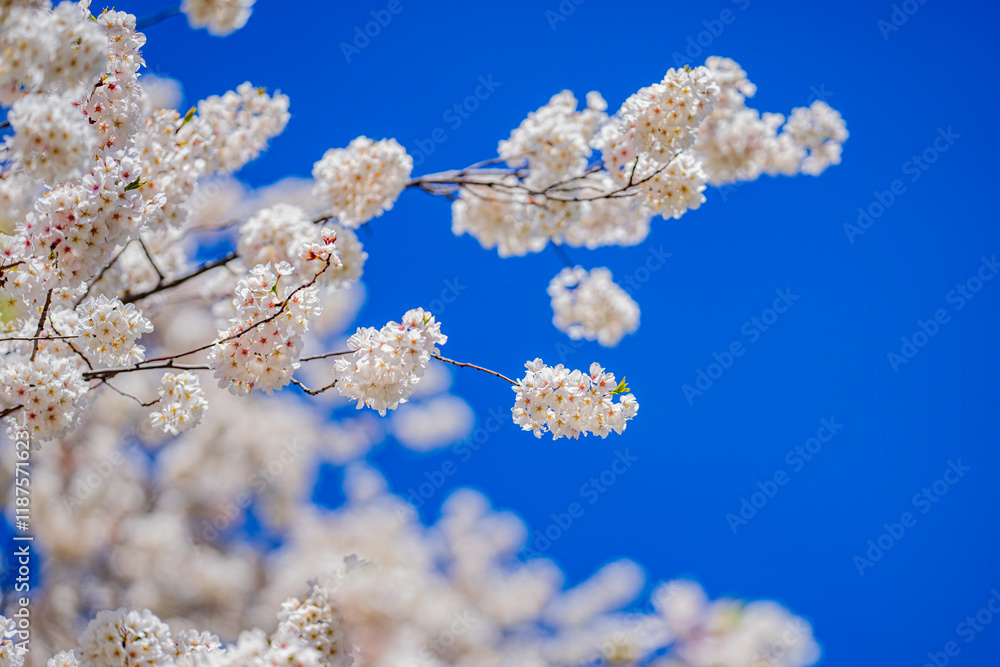 White blooming flowers in spring time. Nature background. Blooming branch of flowers. Blooming flower pattern design. Cherry blossoms in blooming. White blooming flowers in spring time. Nature background. Blooming branch of flowers. Blooming flower pattern design. Cherry blossoms in blooming.