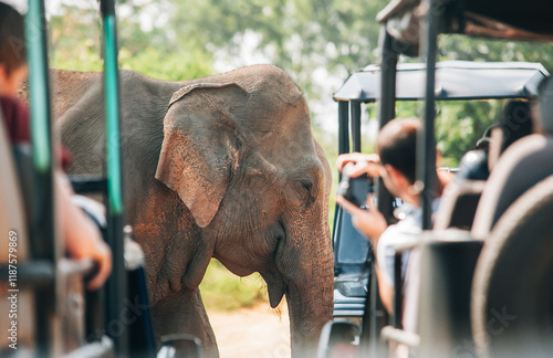 Photography Baby elephant next to tourists SUV cars on safari in National Nature Park Udawalawe in Sri Lanka