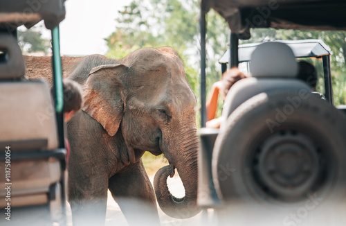 Canvas Print Baby elephant next to tourists SUV cars on safari in National Nature Park Udawalawe in Sri Lanka