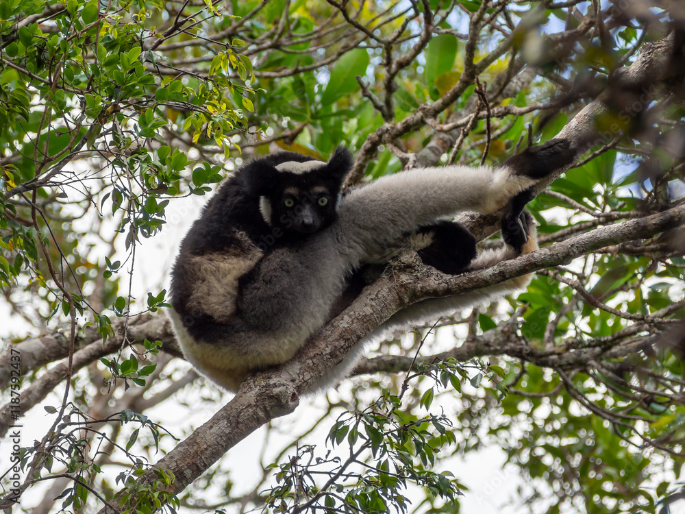 Obraz premium Indri (lemur, sifaka), Tropical forest jungle in Madagascar island