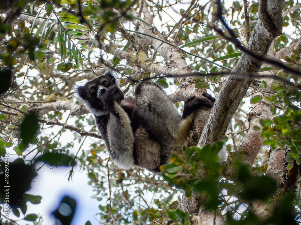 Naklejka premium Indri (lemur, sifaka), Tropical forest jungle in Madagascar island