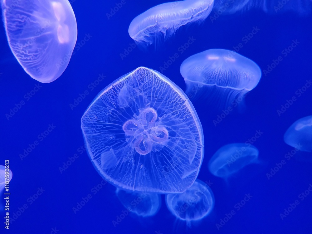 Jellyfish Jellyfish