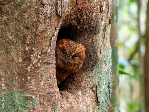 Madagascan Owl, Madagascar island tropical forest jungle owl