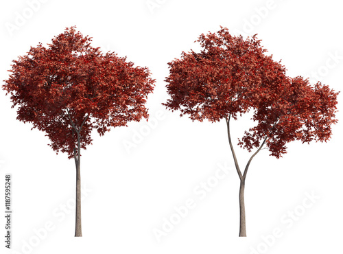 Εκτύπωση καμβά palmate maple autumn isolated on transparant background