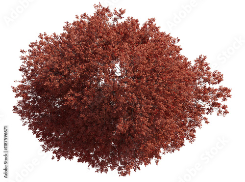 Photography palmate maple autumn isolated on transparant background