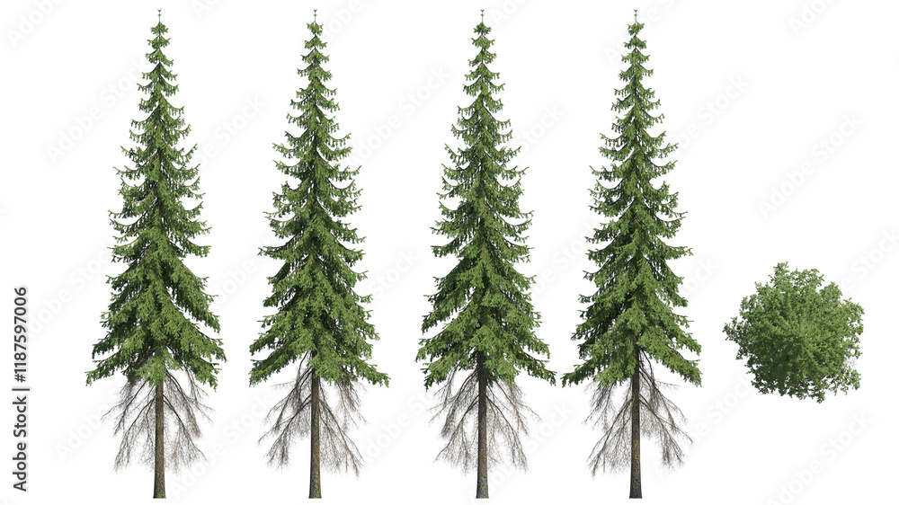 Obraz premium pine tree isolated on transparant background