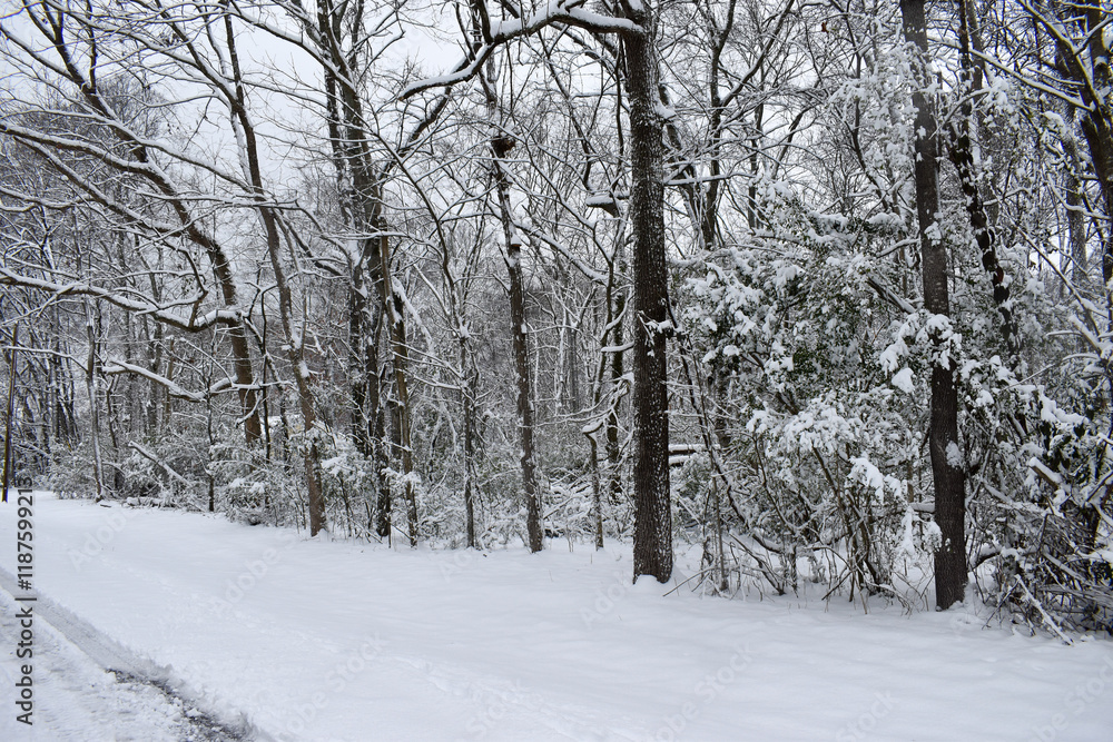 Fototapeta premium snow covered trees in the forest