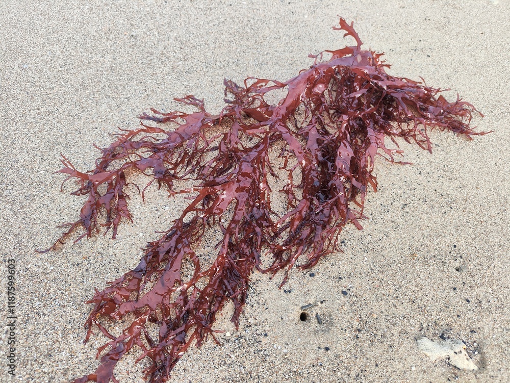 Obraz premium False Irish moss (Mastocarpus stellatus) on the sand beach, a red algae species, It is a sea vegetable or edible seaweed, ideal in preparing salads, marinades and sauces.