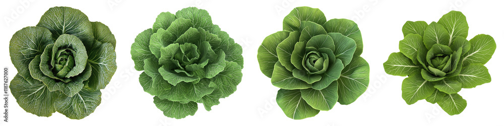 Chinese cabbage isolated on transparent background, Set of Chinese cabbage isolated on transparent background, Set of