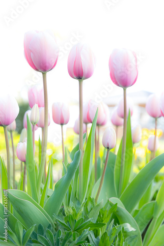 Pink tulips with a bright background