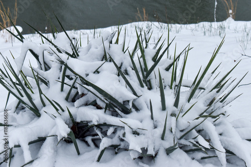 snow covered plant