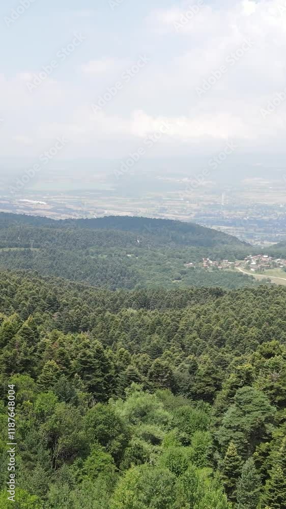 Pine Natural Forest Pine Natural Forest