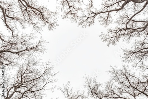 Wallpaper Mural Bare Branches Frame Winter Sky Scene Torontodigital.ca