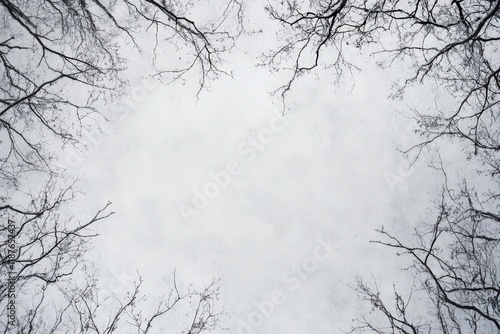 Wallpaper Mural Bare Branches Frame Winter Sky Scene Torontodigital.ca