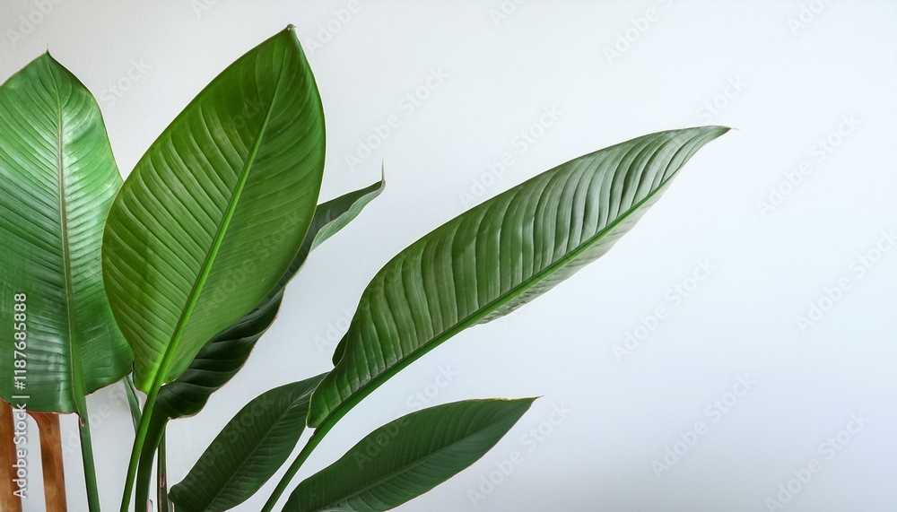 Lush green leaves of a Bird of Paradise plant against a white wall. Lush green leaves of a Bird of Paradise plant against a white wall.