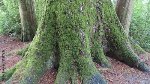 Mossy Tree Trunk