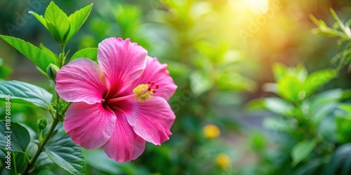 Colorful pink hibiscus flower blooming in a tropical garden with lush greenery and vibrant flowers , tropical flower, garden bloom