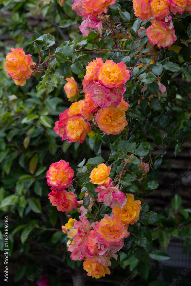 A cascading rose bush with vibrant orange and pink blooms A cascading rose bush with vibrant orange and pink blooms