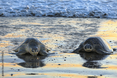 Olive ridley sea turtles crawl out onto the beach for laying eggs. Ostional National Wildlife Refuge, Guanacaste Province, Ostional, Costa Rica, Central America