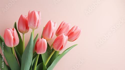 Light pink tulip bouquet on a plain background