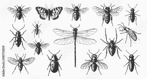 vector set of insects, engraved, drawn, illustration, insects
