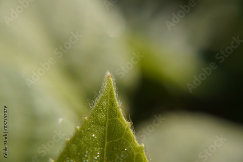 Macro Close-Up of a Green Leaf Tip with Tiny Hairs photo