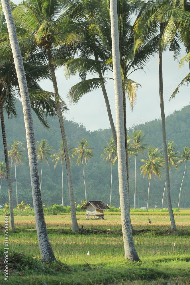 Palm Trees Sway Gently Over Lush Green Rice Paddies in a Tropical Paradise Palm Trees Sway Gently Over Lush Green Rice Paddies in a Tropical Paradise
