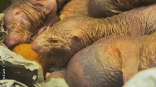 Close up of naked mole-rats eating veggies in the underground borrow. photo