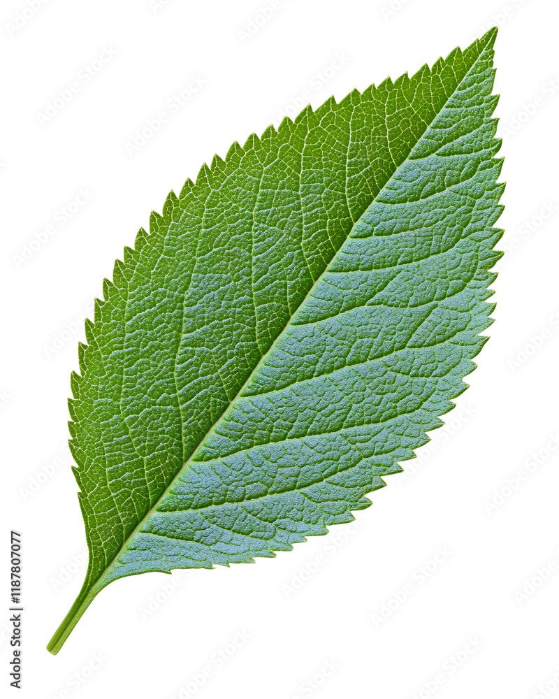 Fototapeta premium Green leaf png isolated on transparent background