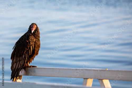 A turkey vulture (Cathartes aura). photo