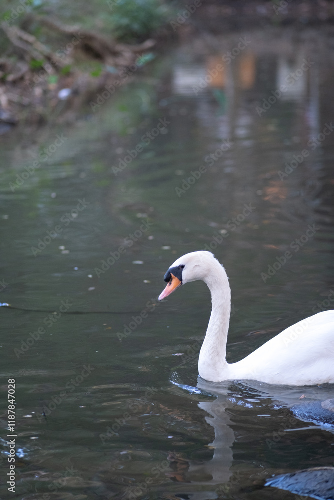 A swan is swimming in a body of water A swan is swimming in a body of water