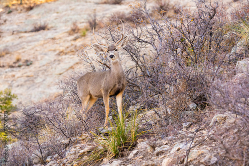 Venado Bura joven en el desierto de Chihuahua photo