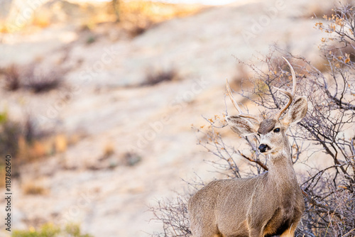 Venado en el desierto de México, Bura photo