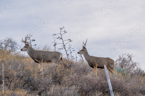 Venado en el desierto de México, Bura photo