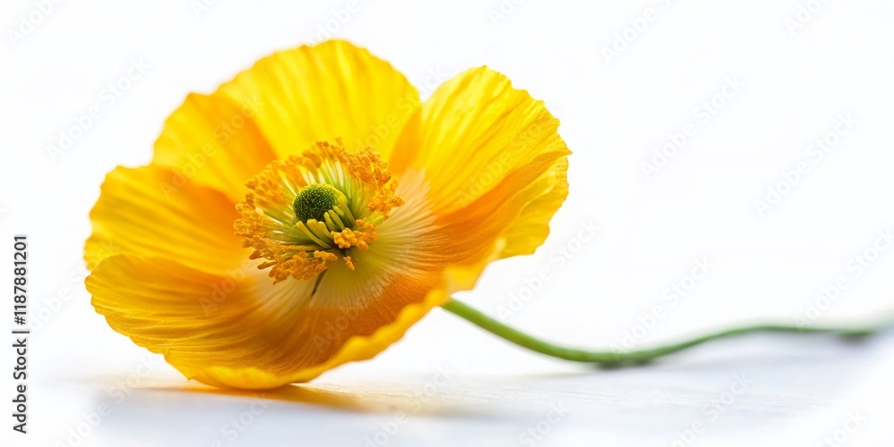 Miniature Yellow Poppy Flower, Isolated White Background, Tilt-Shift Photography Miniature Yellow Poppy Flower, Isolated White Background, Tilt-Shift Photography