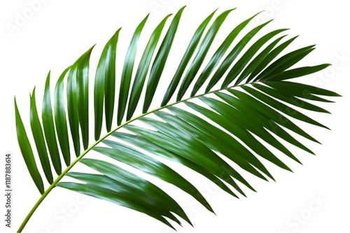 palm leaf isolated on white