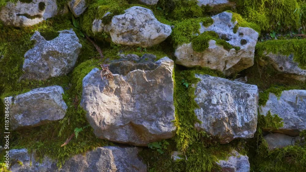Moss-covered stones forming rustic wall under lush green vegetation, serene outdoor texture and natural beauty. Moss-covered stones forming rustic wall under lush green vegetation, serene outdoor texture and natural beauty.