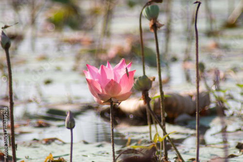 The lotus flowers that grow from the natural pond are beautiful and when the time comes they fade away. photo