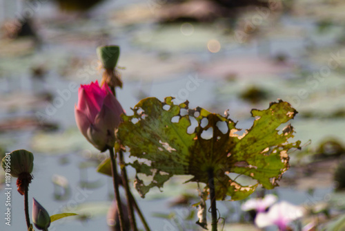 The lotus flowers that grow from the natural pond are beautiful and when the time comes they fade away. photo