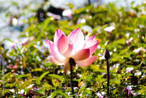 The lotus flowers that grow from the natural pond are beautiful and when the time comes they fade away. photo